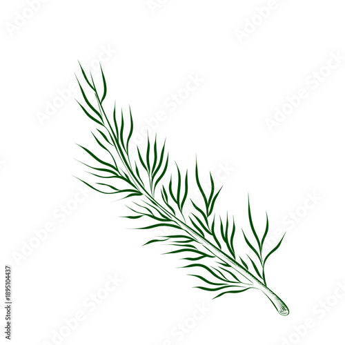 Outline drawing of a spice plant. Minimalistic illustration.