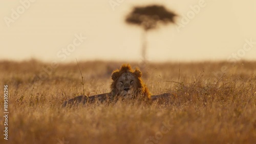Male lion lying in high grass in African savannah sunset