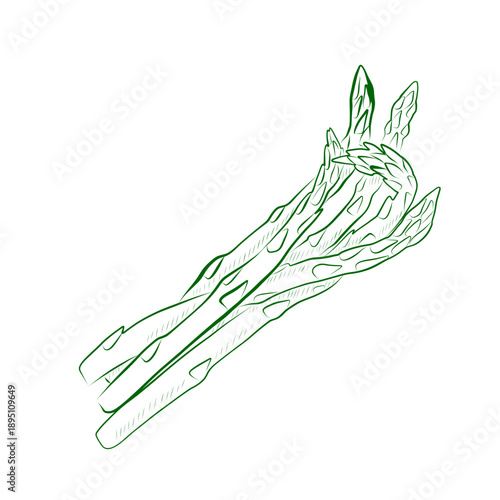 Line drawing of a plant - asparagus. Minimalistic illustration.