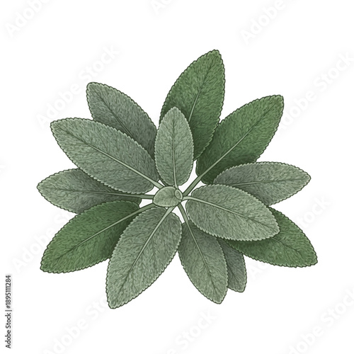 Topdown view illustration of a cluster of velvety ovalshaped sage leaves