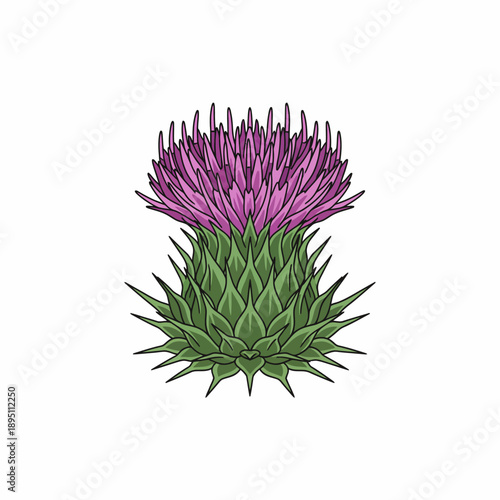 Vector illustration of a purple thistle flower head with spiky green bracts on white