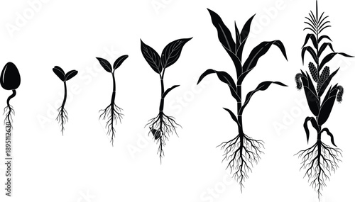 Plant growth stages silhouette showing seed germination to mature crop with roots, black botanical illustration representing agriculture development, farming lifecycle, ecology and natural 