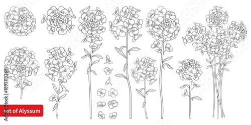 Set of outline blooming Alyssum bunch with leaf in black isolated on white background.