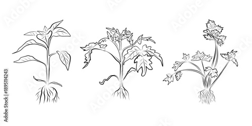 Linear drawing of plants - a set of seedlings of pepper, tomato, parsley. Minimalistic illustration.