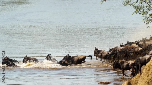 Annual Great Migration: herd of wildebeest crossing Mara River in African savannah