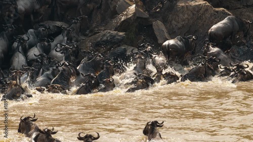 Annual Great Migration: herd of wildebeest crossing Mara River in African savannah
