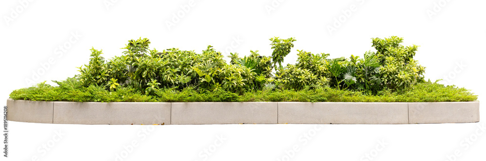 Fototapeta premium Plants are arranged in a neat line on a curved white surface. The green foliage shows different sizes and shapes, typical of a landscaped area. This setup suggests outdoor design or gardening