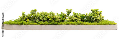 Plants are arranged in a neat line on a curved white surface. The green foliage shows different sizes and shapes, typical of a landscaped area. This setup suggests outdoor design or gardening © Creative_Bird