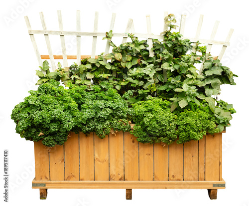 A wooden planter box holds a thick growth of green leaves and herbs. A white trellis stands behind the plants. This scene shows a garden setup in clear daylight