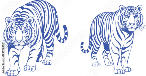 Two blue outline tigers walking on white background