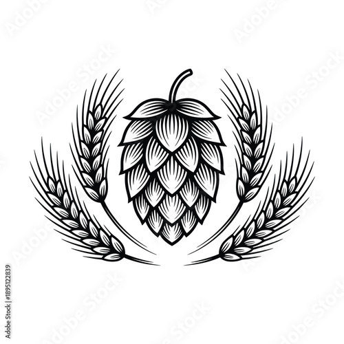 Vintage illustration of hops with wheat stalks in black and white