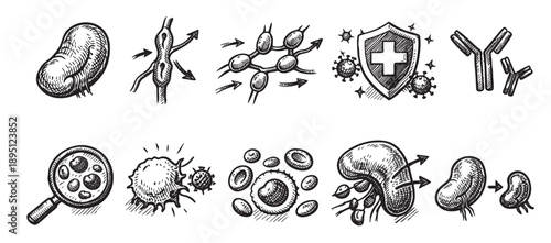 Hand-drawn style black and white illustration showing the components and processes of the immune system response, including antibodies, cells, and lymphatic system function.