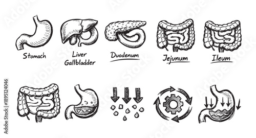 Simple hand-drawn sketch of digestive organs like stomach, liver, duodenum and intestines to illustrate digestion and human anatomy for scientific purposes.