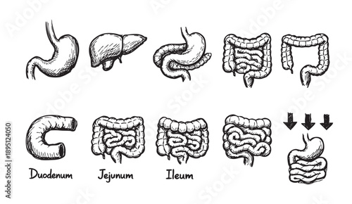 Sketch illustration on white background, illustrating human digestive system, including stomach, liver, intestines, duodenum, jejunum, and ileum, used for medical studies and health information.