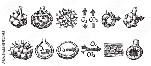 Black and white vector diagram illustrates the human lung alveoli, demonstrating the complex gas exchange process of oxygen and carbon dioxide.