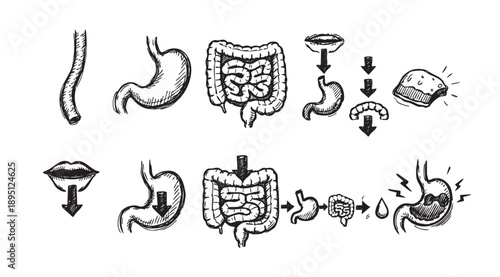 An illustration depicting the human digestion process with hand-drawn style diagrams showing the passage of food from the mouth through the stomach and intestines.