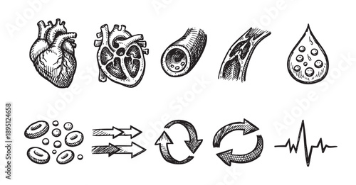 Black and white hand-drawn style illustration depicting human heart, blood vessels, blood drop, cells, arrows, and heartbeat line, perfect for medical illustrations, health infographics and diagrams.