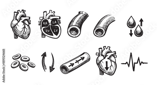 Hand-drawn style vector illustration showcases various anatomical heart diagrams, blood vessels, and related medical icons, isolated on a white background, perfect for medical content.