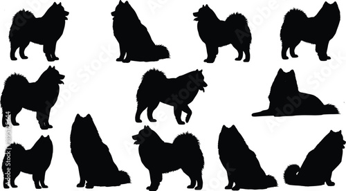 Silhouette set of fluffy spitz type dogs in standing, sitting and lying poses, domestic pet breed illustration isolated on white background