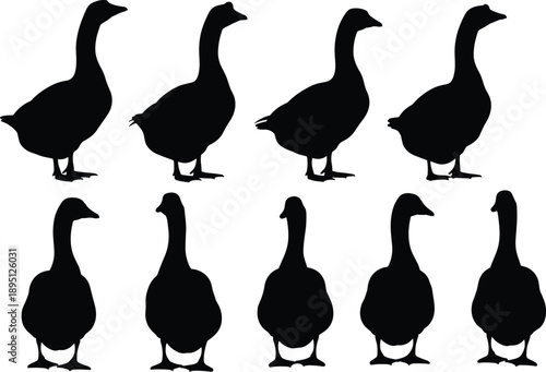 Silhouette set of geese in standing and walking poses, farm and wild birds illustration isolated on white background poultry wildlife collection