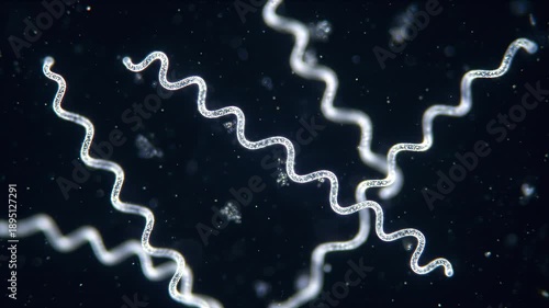 Ultra-realistic microscopic video of the spirochete Borrelia burgdorferi under a high-end laboratory microscope in darkfield viewing. The thin, corkscrew-like bacteria have a characteristic spiral mor