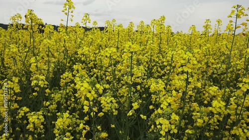Vibrant rapeseed field blooming in the German countryside near Muenchen. Sustainable agriculture for biofuel and oil production in the rural landscape of Bayern Deutschland during springtime