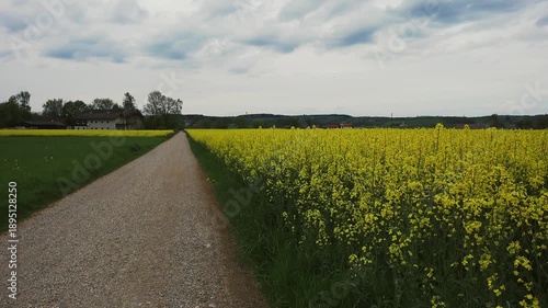 A long gravel road leading through vibrant yellow rapeseed fields in the countryside of Bayern Deutschland. Scenic rural path under a spring sky in Germany. Concept of journey and agriculture