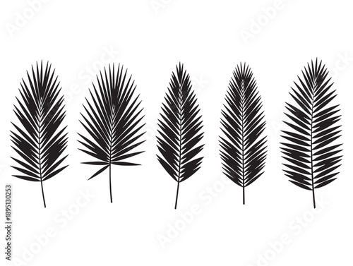 Collection of tropical palm leaves in black and white isolated on a clean white background