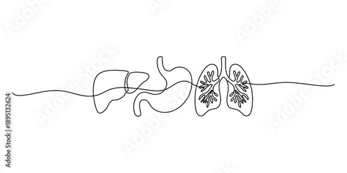 Continuous line art drawing of internal human organs like liver, stomach, and lungs isolated on white background, Vector, illustration