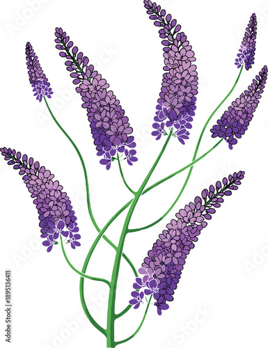 Vector illustration of stylized lavender plant with purple flowering spikes, green stems, and graceful botanical details