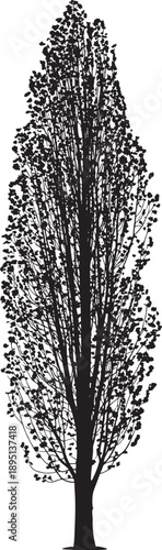 Tall narrow poplar tree silhouette with elegant vertical branches and dense foliage ideal for landscape architecture urban planning designs and minimalist nature illustrations on white background