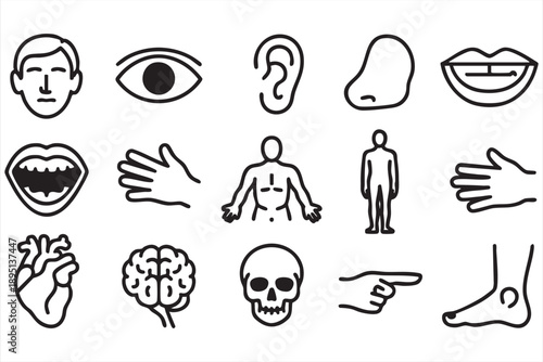 Human Body and Organ Line Icons for Education