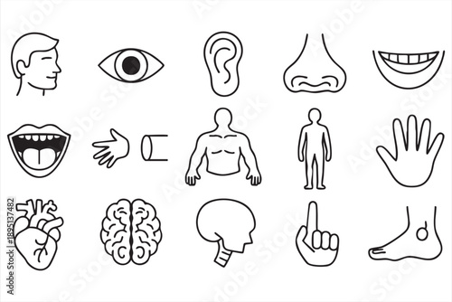 Anatomical Body Parts Vector Icons Collection
