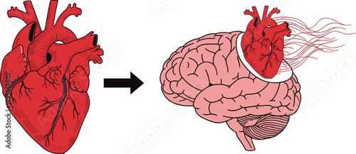 Anatomical Human Heart and Brain Illustration with Red Arteries Flowing Concept for Emotional Intelligence Mental Health Psychology Cardiology and Medical Science Graphic Design