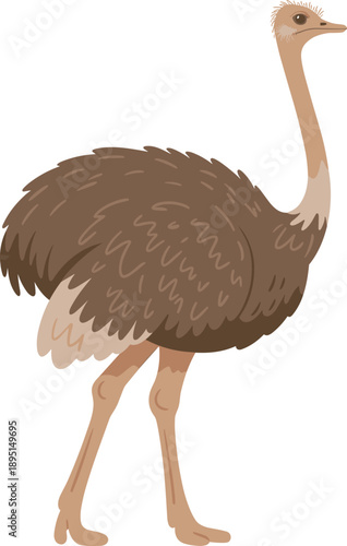 Ostrich bird illustration, large flightless animal wildlife design, African savanna species, educational nature concept, isolated vector artwork, graphic