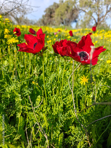 Wallpaper Mural Blossoming of red anemone flowers on green meadow Torontodigital.ca