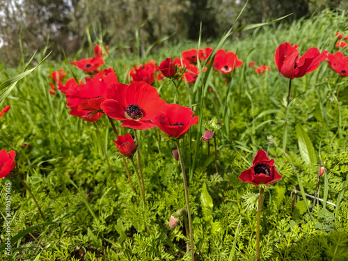 Wallpaper Mural Blossoming of red anemone flowers on green meadow Torontodigital.ca