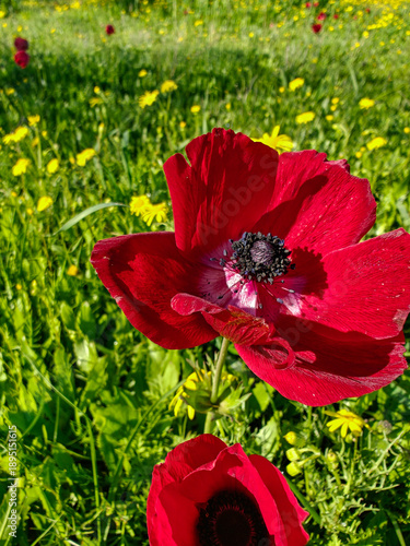 Wallpaper Mural Blossoming of red anemone flowers on green meadow Torontodigital.ca