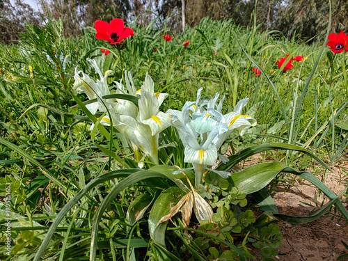 Iris palaestina or Iris palestina grow on a green meadow next to red anemones