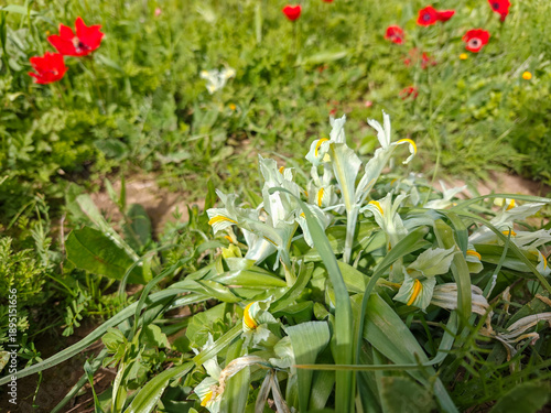 Wallpaper Mural Iris palaestina or Iris palestina grow on a green meadow next to red anemones Torontodigital.ca