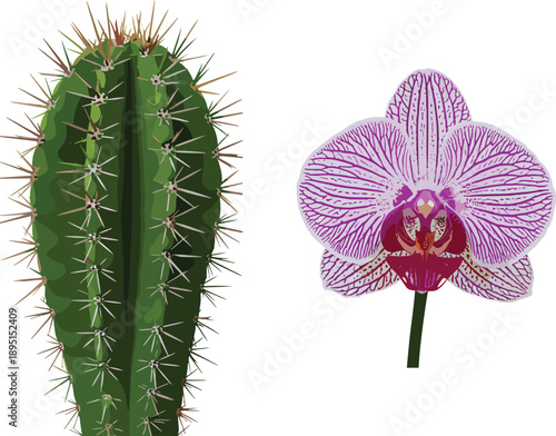Green cactus and orchid flower side by side, botanical contrast, spiny and delicate forms, white background concept