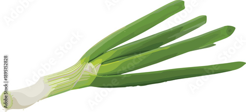 Green onion vegetable with white bulb and long green stalks, realistic texture, culinary ingredient, cad drawing flat vector illustration