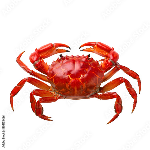 Detailed image of a vibrant red crab with outstretched claws a captivating marine crustacean isolated on transparent background