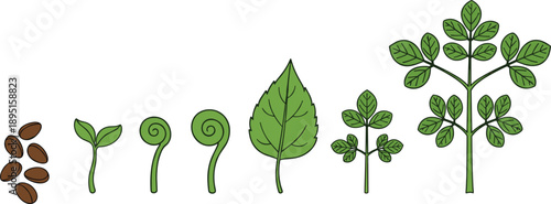 Botanical Illustration of Plant Growth Stages Set, From Seeds and Sprout to Seedling and Mature Green Leaf Branch for Nature Education and Biologyv