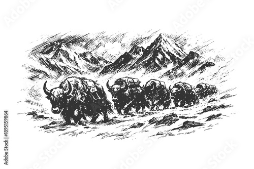Vintage woodcut vector illustration of a herd of yaks trekking through a snowy mountain range, detailed black and white etching style himalayan scenery.