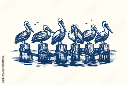 Vintage woodcut vector illustration of pelicans perched on wooden pier posts, detailed black and white etching style coastal bird marine artwork.