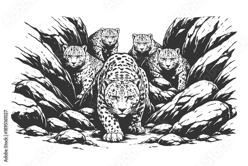 Vintage woodcut vector illustration of a leopard family emerging from a rocky cave entrance, detailed black and white etching style wild animal scene.