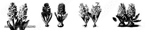 Elegant Elegance: Vintage Herbarium Sketch of Two Hyacinth Spikes, Showcasing Their Delicate Beauty and Detailed Complexity.