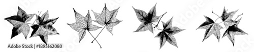 Mid-century modern botanical illustration of Liquidambar Sweetgum leaves in black and white