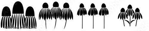 Echinacea Coneflower's Silhouette Symmetry